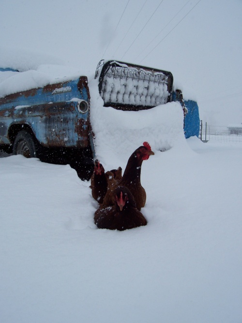 Chickens trudging thru the snow.